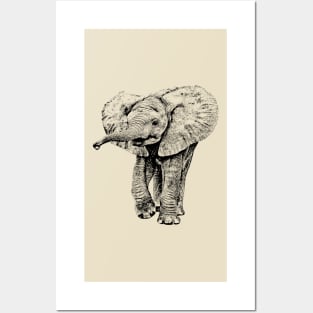 Irresistible Baby Elephant | African Wildlife Posters and Art